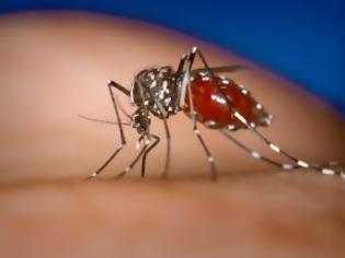 Φωτογραφία για Aνεμιστήρας VS … κουνουπιών!