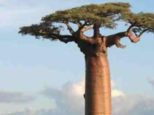 Φωτογραφία για Baobab: Tα «ανάποδα δέντρα»