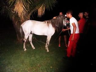 Φωτογραφία για Άλογο κυκλοφορούσε μόνο του στο κέντρο του Αγρινίου