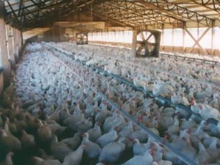 Φωτογραφία για Αναστάτωση στην Κύπρο: Μολύνθηκε από ψευδοπανώλη το 15% της πτηνοτροφίας