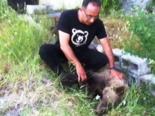 Φωτογραφία για Καστοριά: θηλυκό αρκουδάκι δηλητηριασμένο σε δασική περιοχή