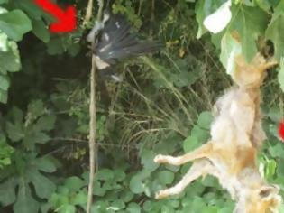 Φωτογραφία για Hλεία: Κρέμασαν αλεπού και πουλί σε δέντρο!