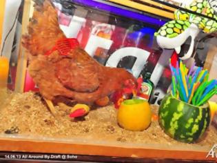 Φωτογραφία για Δράμα: Κότα σε γυάλα ως ντεκόρ σε μπαρ