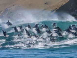 Φωτογραφία για Κοπάδι δελφινιών σε εντυπωσιακά στιγμιότυπα!