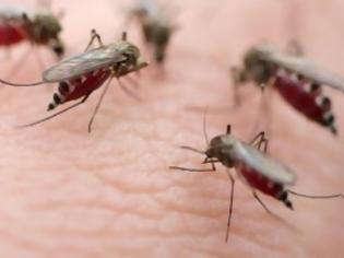 Φωτογραφία για Aιτωλ/νία: Σμήνη κουνουπιών «επιτίθενται» σε ανθρώπους και ζώα