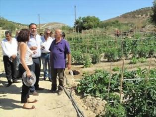 Φωτογραφία για Άποροι καλλιεργούν τον λαχανόκηπο του Δήμου Ηρακλείου