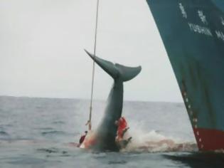 Φωτογραφία για Στη Χάγη η διαμάχη Ιαπωνίας - Αυστραλίας για το κυνήγι της φάλαινας