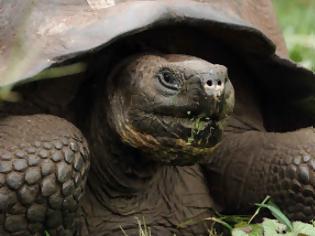Φωτογραφία για Μαζεύουν χελώνες και τις εξάγουν παράνομα για συνθετικό σε φαγητά!