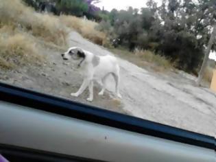 Φωτογραφία για Aχαΐα: Φρίκη στις Αλυκές - Θανάτωσαν μαζικά αδέσποτα σκυλιά