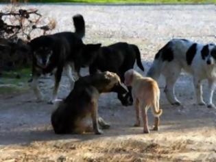Φωτογραφία για Αδέσποτοι σκύλοι επιτέθηκαν σε πολίτες της Αμαλιάδας!