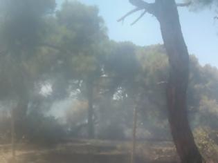 Φωτογραφία για Εξαιρετικά σημαντική η συνδρομή του ΣΠΑΠ στην κατάσβεση της πυρκαγιάς στο Σχοινιά του Μαραθώνα