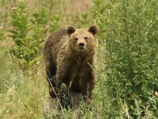 Φωτογραφία για Η αρκούδα έκανε βόλτα… στην πόλη των Γρεβενών! [video]