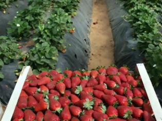 Φωτογραφία για Ηλεία: Μονοψήφιος αριθμός αιτήσεων στον ΟΑΕΔ για μια θέση στην συγκομιδή φράουλας!