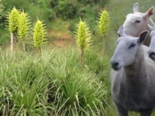 Φωτογραφία για Σαρκοφάγο φυτό τρώει… πρόβατα
