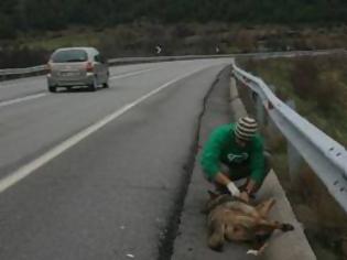 Φωτογραφία για Νεκροταφείο ζώων οι δρόμοι της Ξάνθης - Κίνδυνος θάνατος τα αδέσποτα