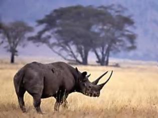 Φωτογραφία για Ο μαύρος ρινόκερος της δυτικής Αφρικής εξαφανίστηκε
