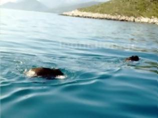 Φωτογραφία για Αρκαδία: Αγριογούρουνα κολύμπησαν στη θάλασσα – Μυρίστηκαν ιχθυοτροφείο