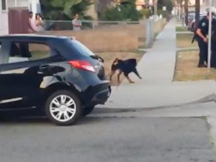 Φωτογραφία για Αίσχος: Αστυνομικός στην Αμερική σκοτώνει σκυλί με πιστόλι [video]