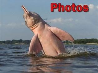 Φωτογραφία για Σπάνιο ροζ δελφίνι... ποζάρει στο φακό!