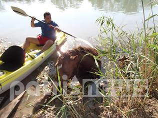 Φωτογραφία για Επιχείρηση της Πυροσβεστικής για τη διάσωση αλόγου στον Αλφειό [video]