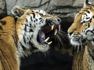 Φωτογραφία για Ιταλία: Τίγρεις κατασπάραξαν 72χρονο επιστάτη ζωολογικού κήπου