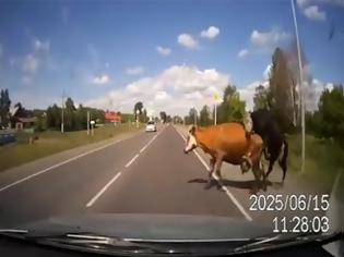 Φωτογραφία για Αυτοκίνητο συγκρούστηκε με ταύρο & αγελάδα που πετάχτηκαν… ερωτοτροπώντας [Video]