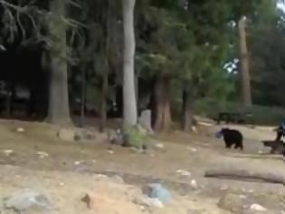 Φωτογραφία για Αρκούδα έκλεψε iPad (video)