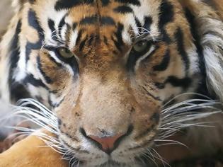 Φωτογραφία για WWF: Στο χείλος του αφανισμού η τίγρη της Σουμάτρας