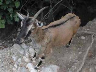 Φωτογραφία για Χανιά: Αιχμάλωτα σε ξενοδοχείο δύο σπάνια αγρίμια;