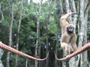 Φωτογραφία για Πίθηκος ακροβατεί σε τεντωμένο σχοινί!