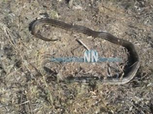Φωτογραφία για Ναυπακτία: Πήγε στη φωλιά να πάρει τα αυγά και βρήκε φίδι δύο μέτρων να τα τρώει…