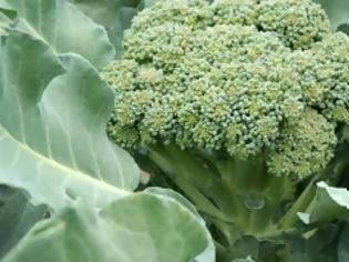 Φωτογραφία για «Οπαδός» του μπρόκολου ο Μπαράκ Ομπάμα