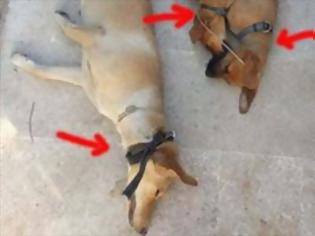 Φωτογραφία για Κρήτη: Επικύρηξαν τους δράστες που κρέμασαν σκυλιά σε κεντρική πλατεία