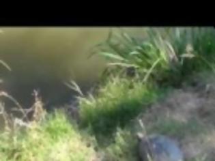 Φωτογραφία για VIDEO: Το επικό άλμα της χελώνας