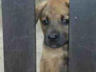 Φωτογραφία για Απαγόρευσε την πώληση ζώων σε pet shop το Σαν Ντιέγκο