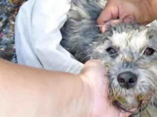 Φωτογραφία για Κιλκίς: Πρόστιμο 31.000 ευρώ γιατί πέταξε το σκυλί του από το αυτοκίνητο