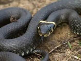 Φωτογραφία για Επικίνδυνα φίδια στην Ελλάδα - Τι να κάνουμε εάν μας τσιμπήσουν