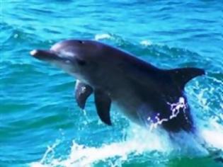 Φωτογραφία για Δελφίνια πεθαίνουν μαζικά στην Ιταλία