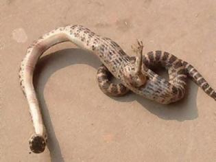 Φωτογραφία για Σοκαριστικό:Φίδι με πόδια Ανακαλύφθηκε στην Κίνα!