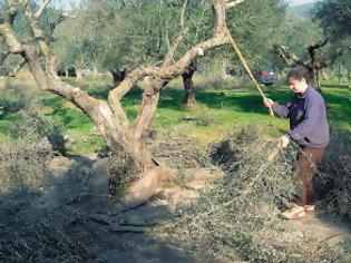 Φωτογραφία για Κινδυνεύουν οι ελαιοπαραγωγοί της Λέσβου από τον δάκο