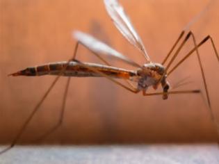 Φωτογραφία για Κουνούπια: Ο ιός του Δυτικού Νείλου απειλεί την Αττική