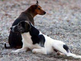 Φωτογραφία για «Kαμπανάκι» κτηνιάτρων για τα αδέσποτα στο Αγρίνιο Eπιστολή του Πανελληνίου Κτηνιατρικού Συλλόγου