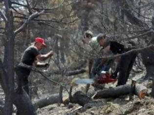 Φωτογραφία για Σοβαρός τραυματισμός Τρικαλινού δασεργάτη στο δάσος της Πύρρας