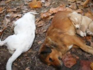 Φωτογραφία για Πουλάνε σκοτωμένα σκυλιά στο κέντρο της Aθήνας!