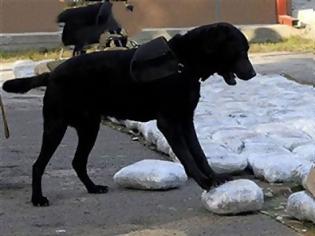 Φωτογραφία για Ο σκύλος μύρισε τα ναρκωτικά!