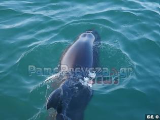 Φωτογραφία για Καλοκαιρινό πρωινό στο λιμάνι της Πρέβεζας παρέα με ένα δελφίνι [video]
