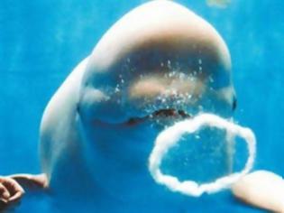 Φωτογραφία για Φάλαινα κλαίει μόνη της 20 χρόνια