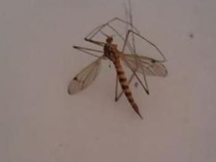 Φωτογραφία για Πάτρα: Αναστάτωση στην Αγυιά - Eμφανίστηκαν κουνούπια που μοιάζουν με το κουνούπι- τίγρη