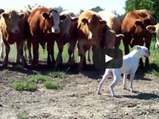 Φωτογραφία για Σκύλος ράτσας boxer έρχεται αντιμέτωπος με αγελάδες [Video]