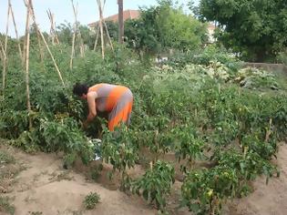 Φωτογραφία για Ληστές της… πείνας! Τους έκλεψαν τις πιπεριές από τον κήπο